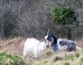 DSC_0242.jpg