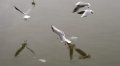 DSC_0065.jpg